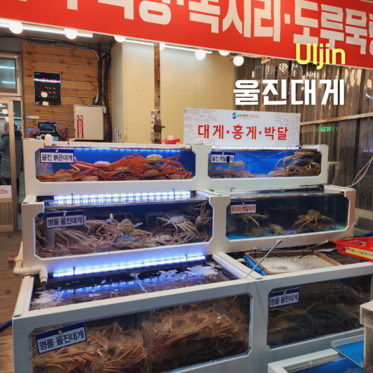  죽변항에서 맛본 울진 대게 ::뉴태평양 대게 횟집::