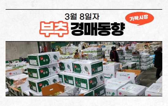  [경매사 일일보고] 3월 8일자 가락시장 부추 경매동향을 살펴보겠습니다!