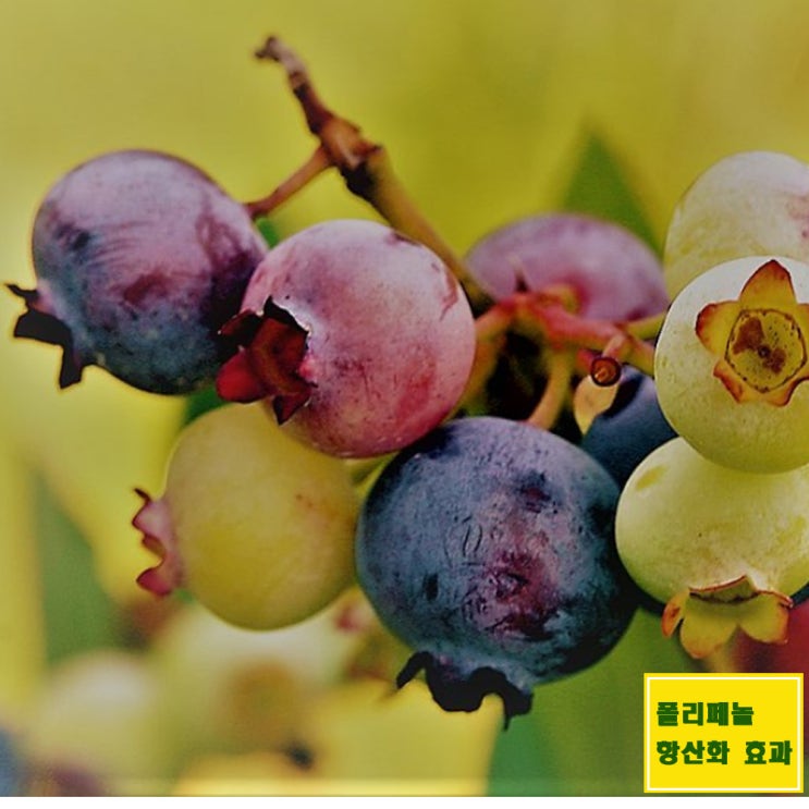  항산화 물질.폴리페놀 효능