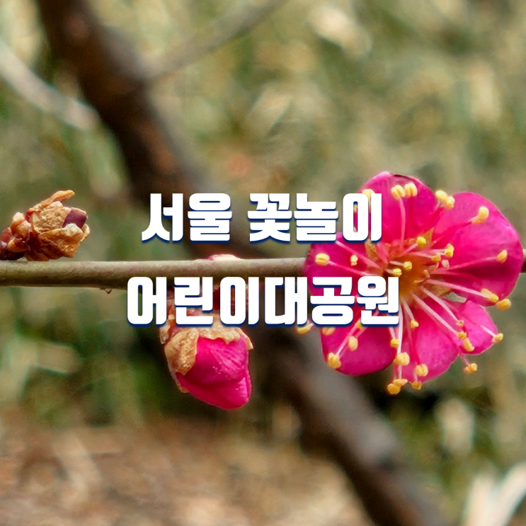 서울 꽃놀이 가볼만한곳 어린이대공원 홍매화 현황