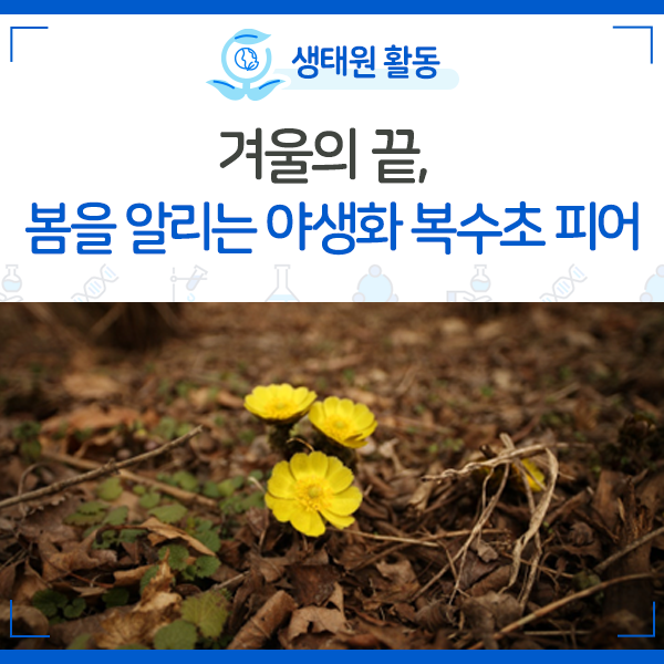[NIE 소식] 겨울의 끝, 봄을 알리는 야생화 복수초 피어