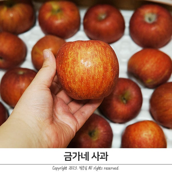 맛있는사과 당도 높고 아삭한 금가네사과