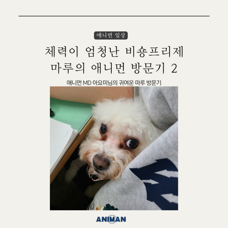  비숑프리제 마루의 애니먼 방문기2