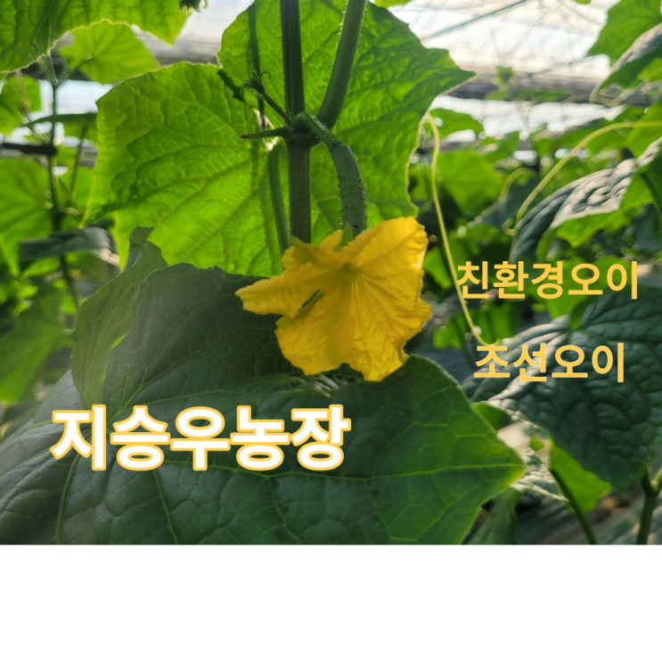  친환경으로 조선오이를 생산하는 구미지승우농장