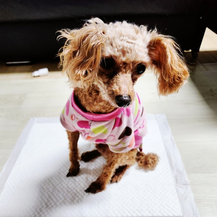  애니피플 프리미엄 강아지패드 추천합니다