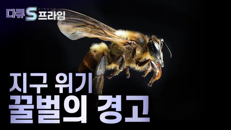  [미래를 바꾸는 기술주 분석] 제놀루션(225220) - 꿀벌 바이러스 치료제