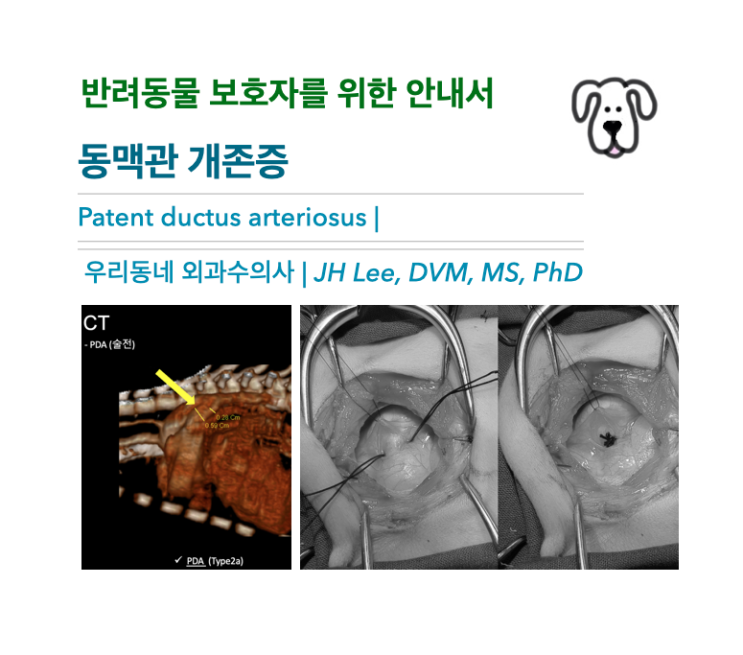  [동물병원안내서] 강아지 동맥관 개존증. Patent ductus arteriosus (PDA) - 반려동물 보호자를 위한 안내서, 우리동네 외과수의사