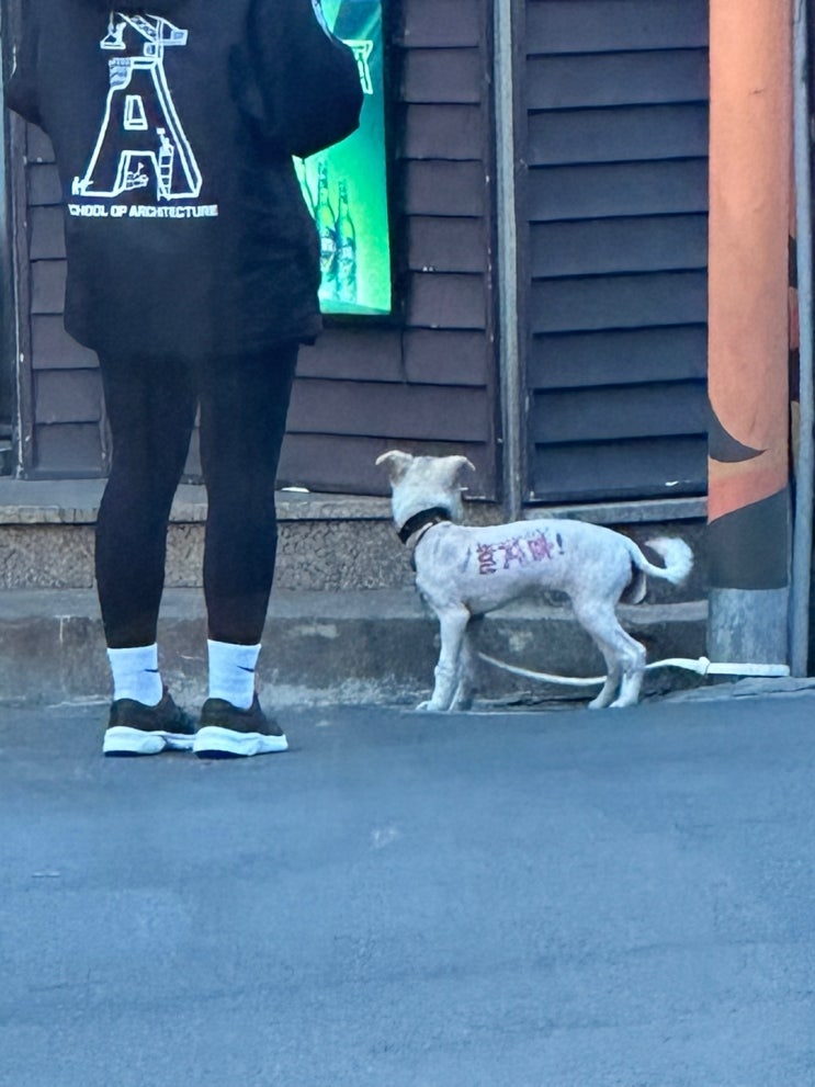 경산 강아지 학대 비즈 강아지