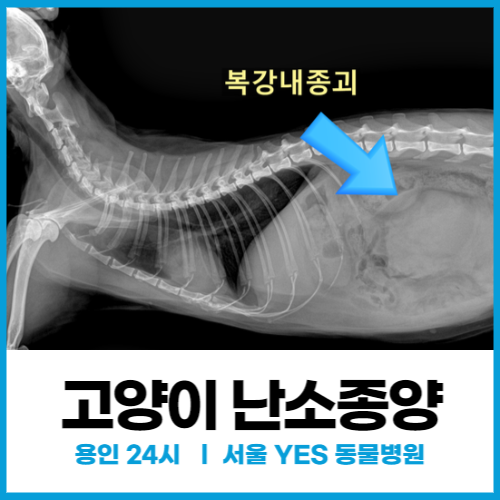 중성화수술 하지 않은 암컷 고양이종양 (난소) 치료사례(24시 용인 분당 동물병원)