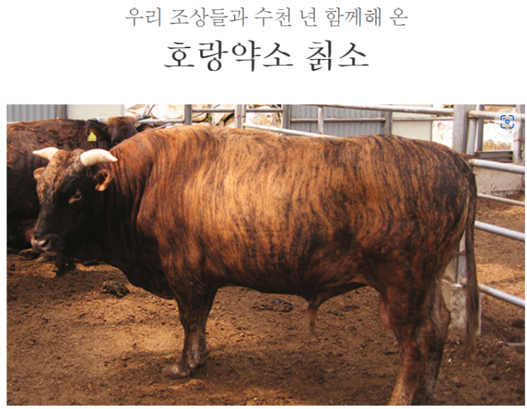  울릉약소고기 맛은 어떨까 칡소와 약소 차이
