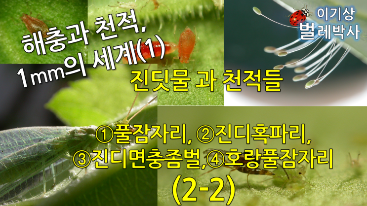  [유튜브 2-1] 해충과 천적, 1mm의 세계(1)         진딧물과 천적들 (2-2)