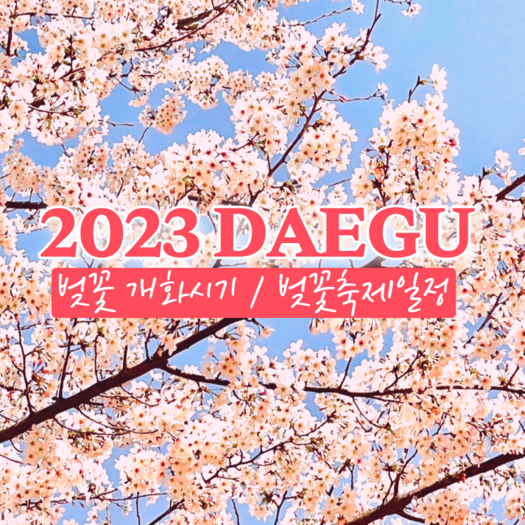  2023 대구 벚꽃 개화시기 /대구 경북 벚꽃축제 일정