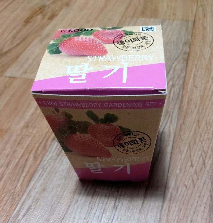  다이소 딸기심기