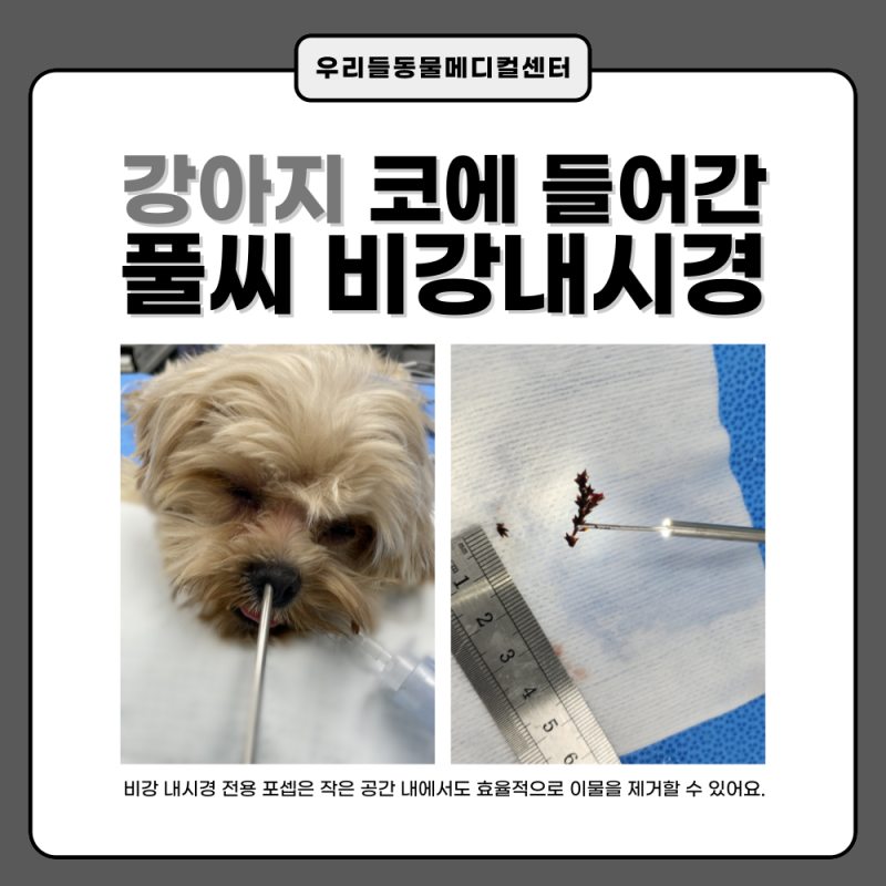 강아지가 병원을 다녀도 재채기, 콧물이 낫질 않아요.(비강내시경 / 비강 내 이물/ 난치성 케이스)