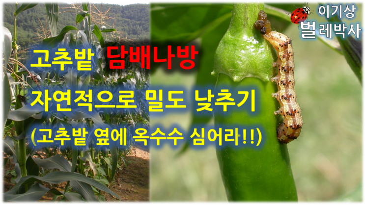  [유튜브 17.]고추밭, 담배나방 자연적으로 밀도 낮추기      (고추밭 옆에 옥수수 심어라!)