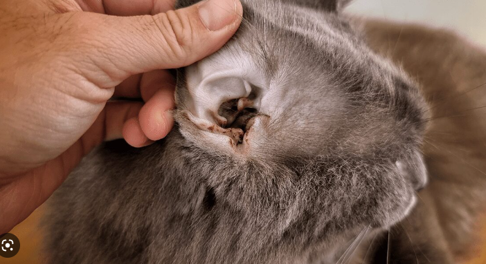 고양이 귀진드기 증상 귀지 탈모 진드기약 종류