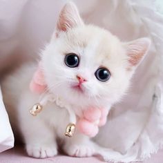  "안아줘요~" 냥이가 집사에게 점프하는 이유는 대체 뭘까?