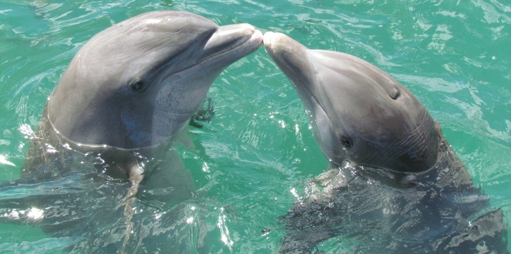 Dolphin /돌고래