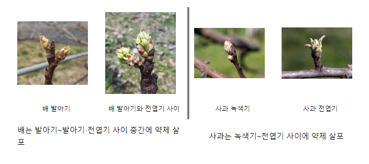 화상병 예방, 과수 꽃 피기 전 제때 약제 뿌려야 효과적_농촌진흥청 화상병 예방, 과수 꽃 피기 전 제때 약제 뿌려야 효과적_농촌진흥청