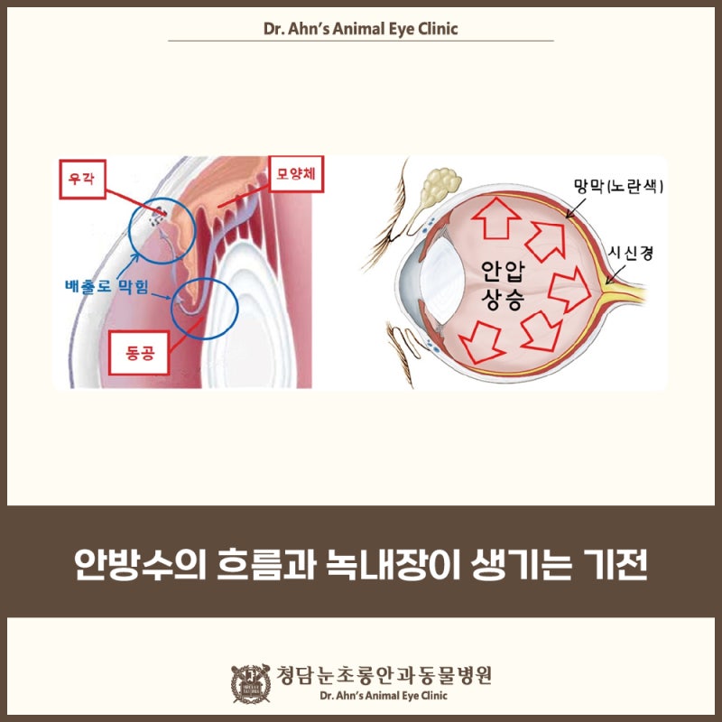 강아지 녹내장의 발생 원인과 증상에 대해 알아보자 [청담 눈초롱 안과동물병원]