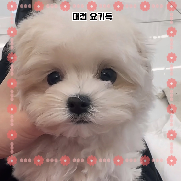  대전포메라니안분양 어느정도