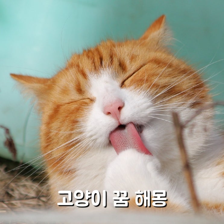 고양이 꿈 해몽