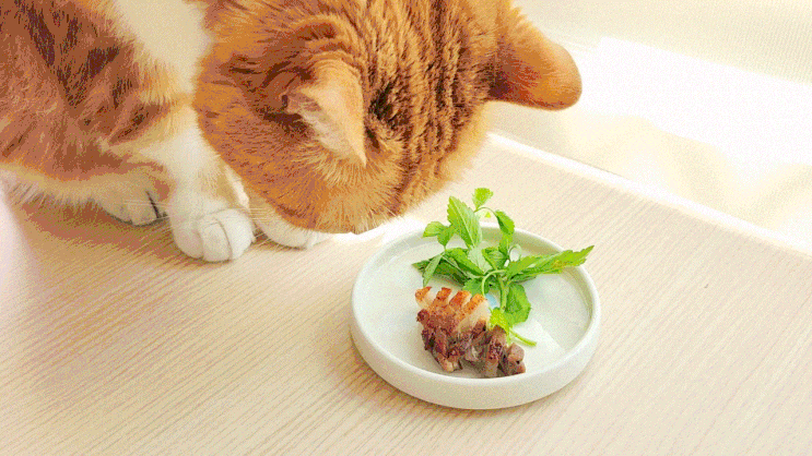  고양이 삼겹살 돼지고기 소고기 음식 익히거나 생식 으로 줘도 될까?