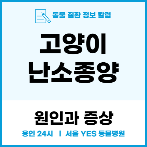  고양이난소종양은 왜 걸리고,어떻게 치료해야할까요?(용인 분당 동물병원)