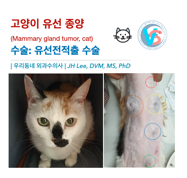  DSH 고양이 유선 종양 feline mammary gland tumor (feat,예후 인자, cat) 케이스