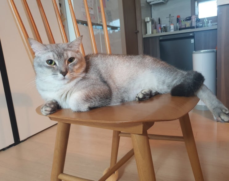  고양이 코코의 그루밍
