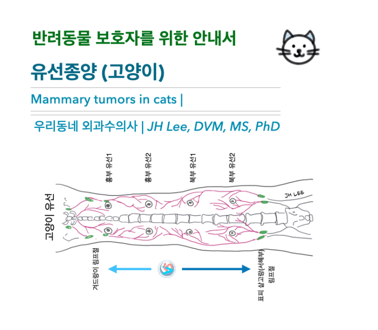  [동물병원안내서] 유선종양 (고양이, Mammary tumors in cats) - 반려동물 보호자를 위한 안내서, 우리동네 외과수의사