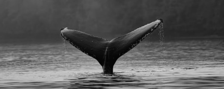 메갈로돈 : 멸종된 가장 큰 상어 포식자의 기본정보
