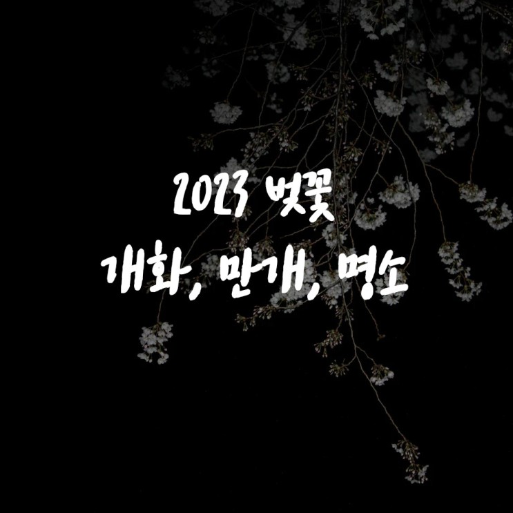 2023 벚꽃 개화 만개 시기 ? 산림 축제 장소 일정 정리