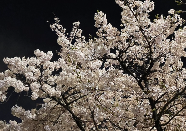 2023 전국 벚꽃 개화시기, 벚꽃축제 일정
