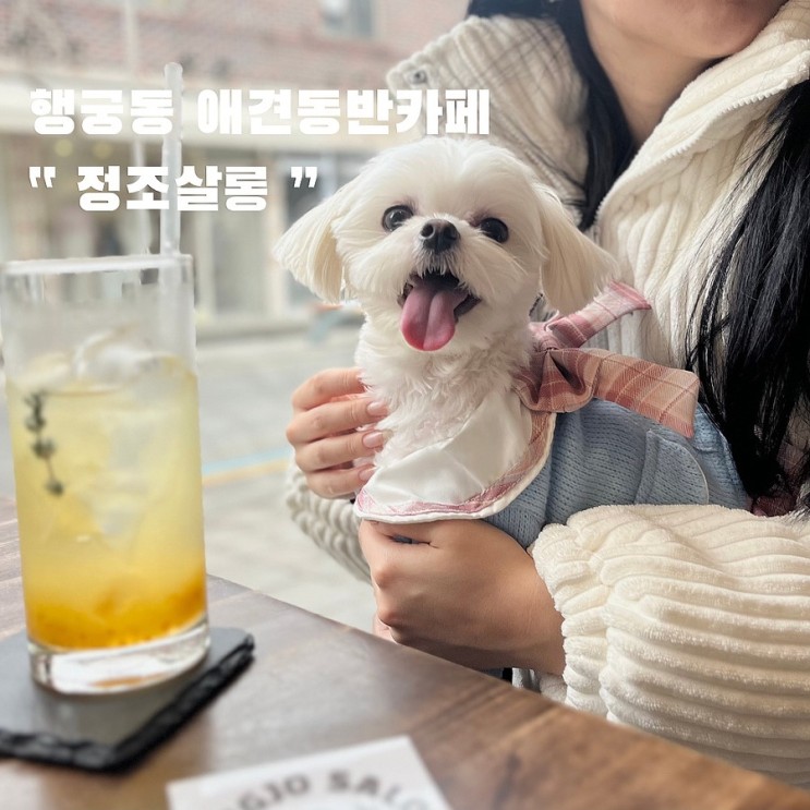 수원 행궁동 애견동반카페 정조살롱 , ft. 에이드 맛집