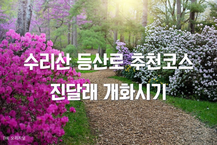  안양 군포 수리산 등산로 추천코스 (주차꿀팁, 개나리 진달래 개화시기)