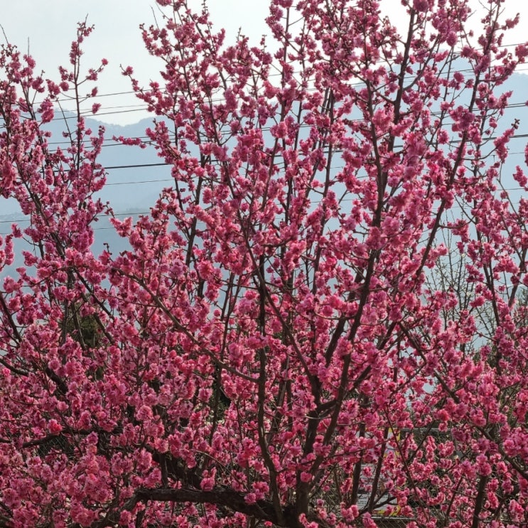  양산 원동 순매원 매화축제- 가족 여행 추천