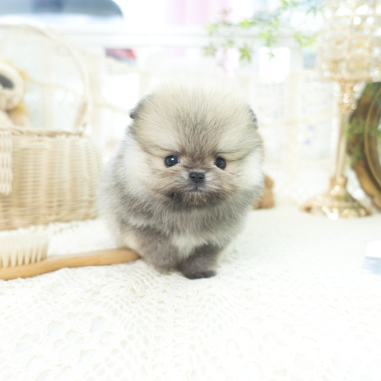  세이블포메라니안분양 이렇게 귀여울수 없어요~