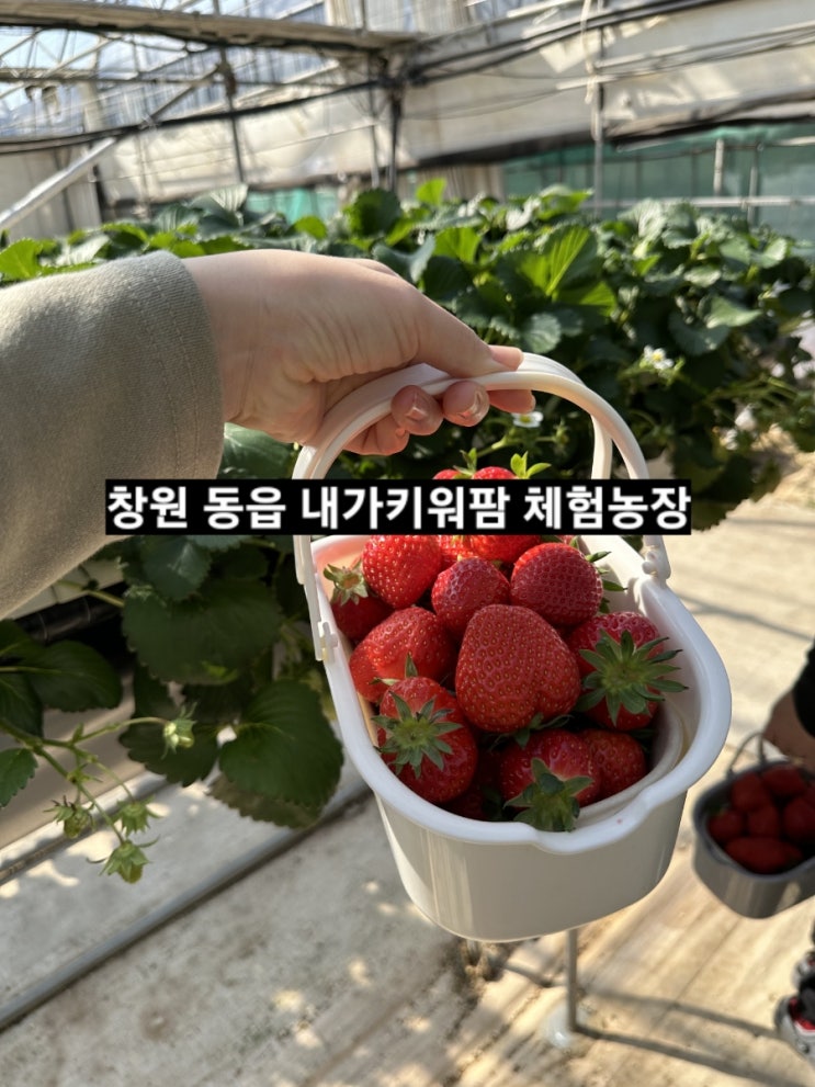 창원 동읍 내가키워팜 아이랑 체험하기 좋은 딸기 체험농장 !