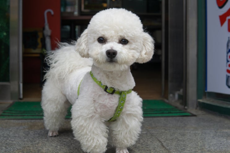  강아지 사시 원인과 심할때 증상과 치료법