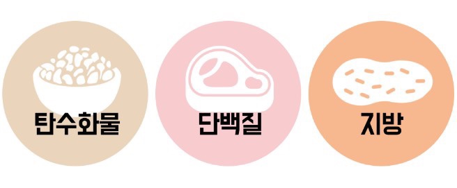  (영양)지방의 역할