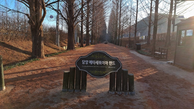  담양 여행 메타세쿼이아 가로수길 메타세쿼이아랜드 메타프로방스