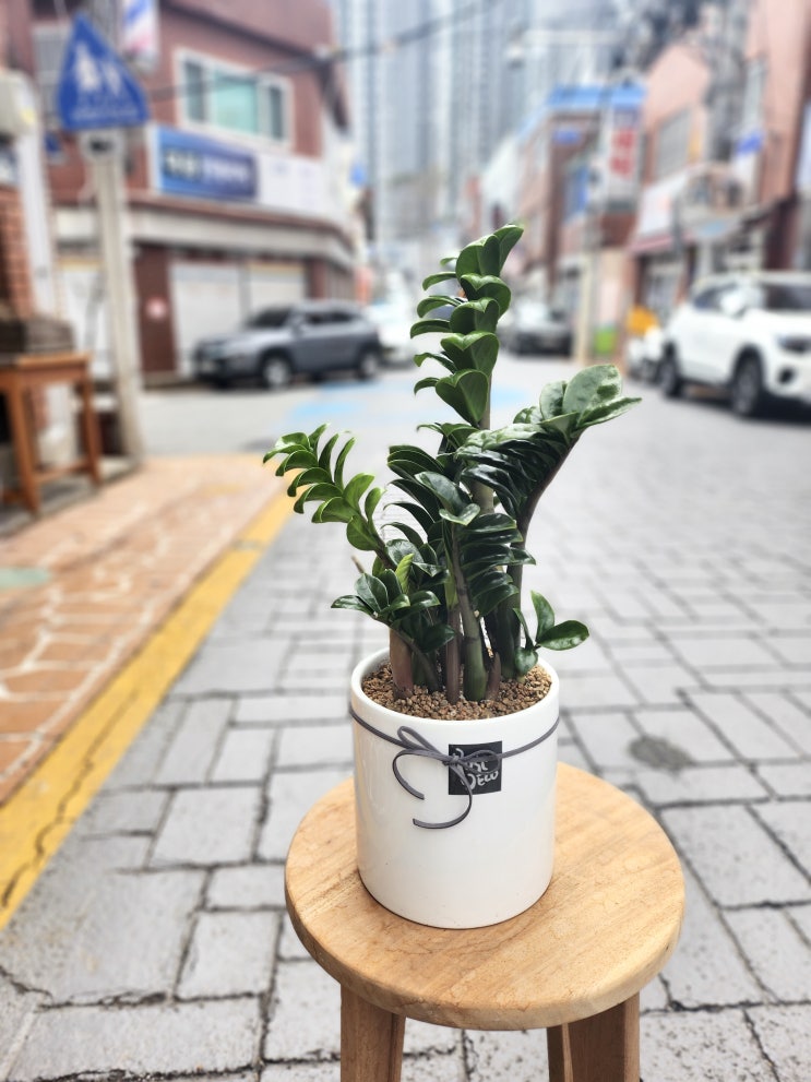 금전수, 녹보수, 파키라, 카틀레야, 파피오, 긴기아난 (부산 서구 대신동 중구 동구 인사이동 영전 승진 화분 배달 빌데플레르) 금전수, 녹보수, 파키라, 카틀레야, 파피오, 긴기아난 (부산 서구 대신동 중구 동구 인사이동 영전 승진 화분 배달 빌데플레르)