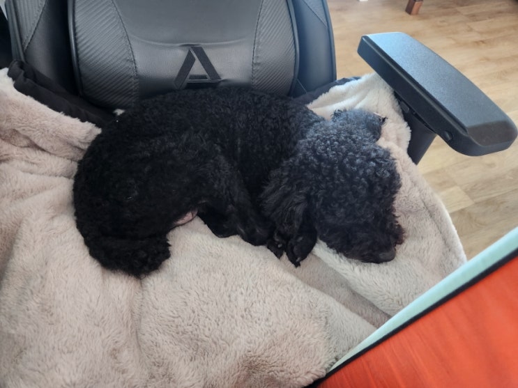  블로그 작업할때 깜동이는