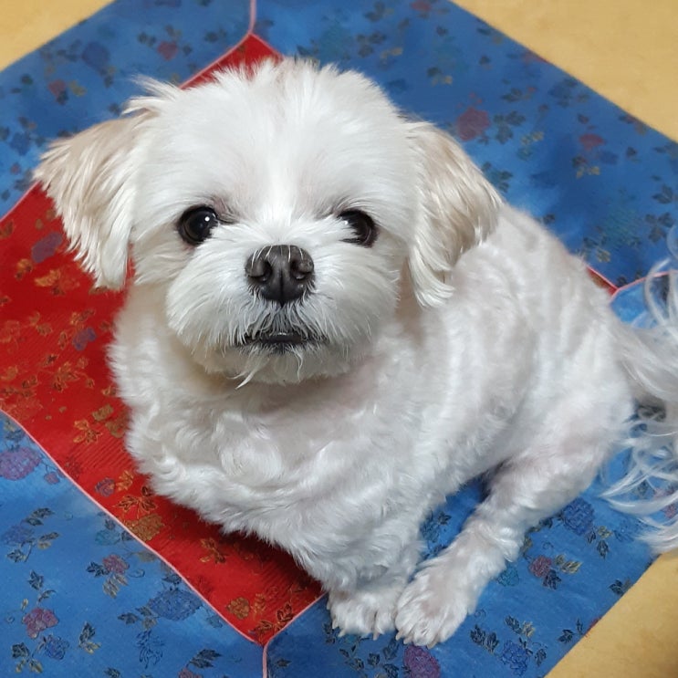  친척 집 강아지와의 만남