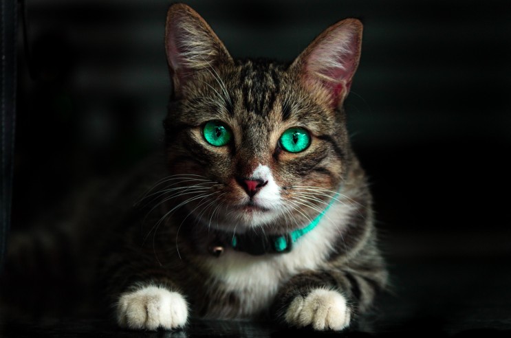 고양이 귀 진드기 원인과 증상과 대처법