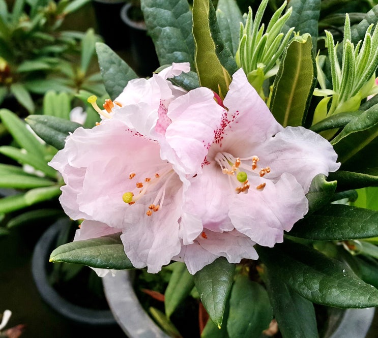  만병초 꽃피우는 방법  온도 물관리 요령