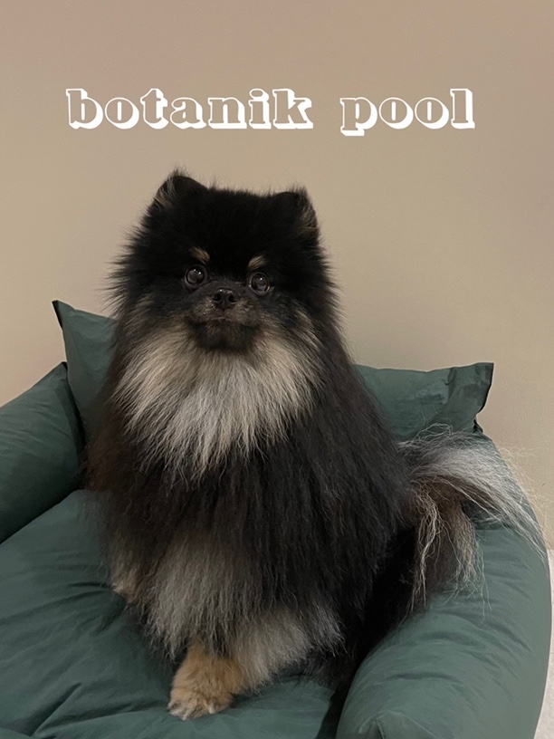  보타닉풀 ( botanik pool ) 강서구애견동반 수영장 @프라이빗수영장 + 후추동반