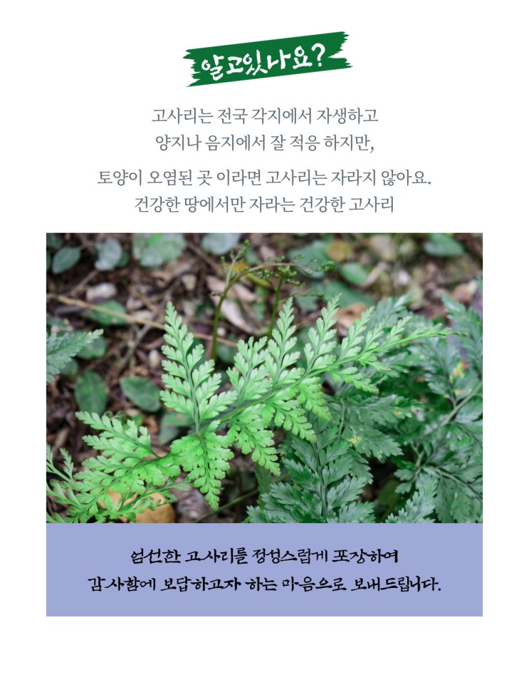  #말린고사리 #맛집 #고사리맛집 #고사리반찬 #마트장보기 #맛 #오케이식품 #고사리 #비싼물가 양많고 #생고사리 보다 더 맛있는 #고소한 #오케이식품 #건고사리 #고사라나물볶음