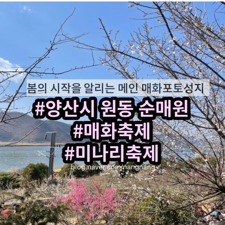  [양산원동]경남 양산 원동 순매원 매화축제 포토스팟